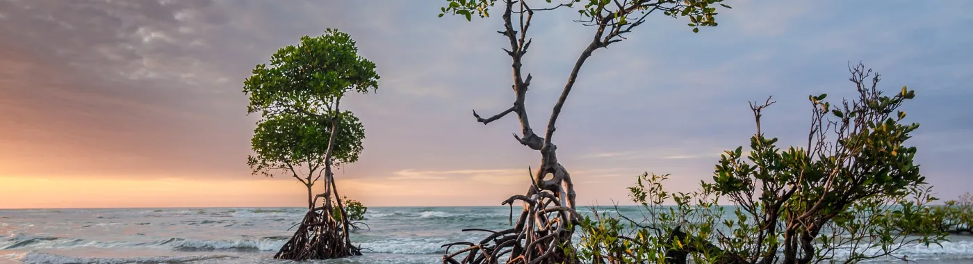 two mangrove trees in the crashing waves