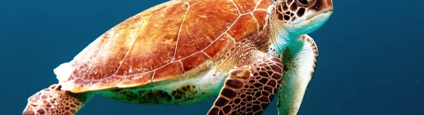 A sea turtle swimming