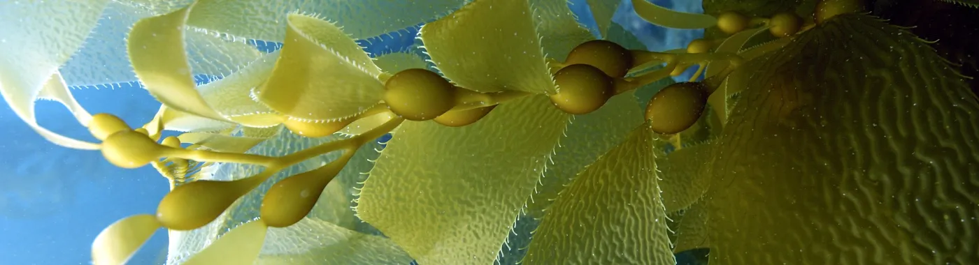 a frond of kelp underwater