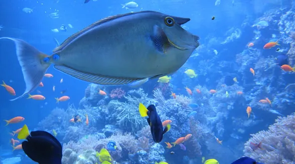 a trigger fish swims around a coral reef