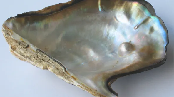 the interior of an oyster shell with a pearl
