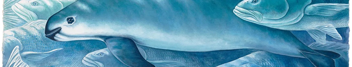 Illustration of a vaquita amongst totoaba fish.