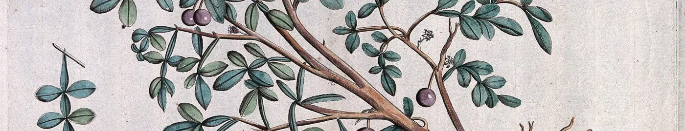 an elephant apple tree branch