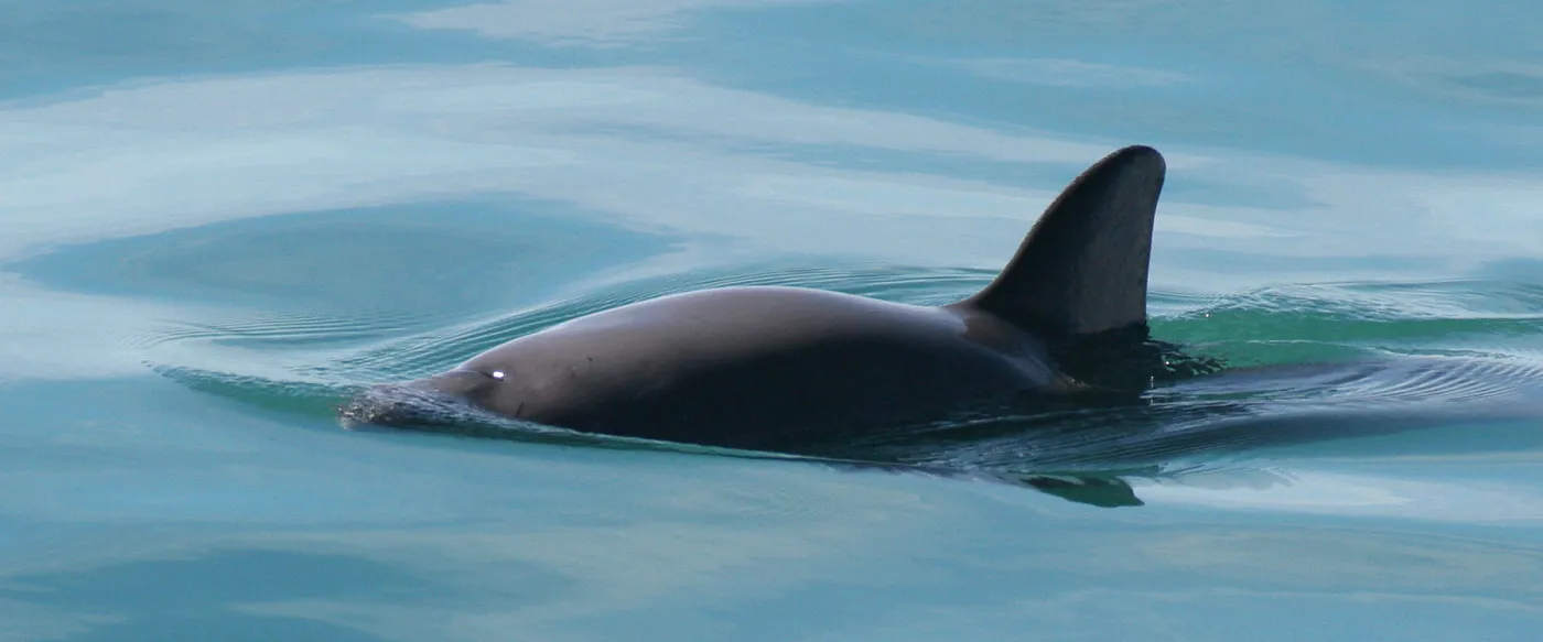 A vaquita swimming at the surface of the water.