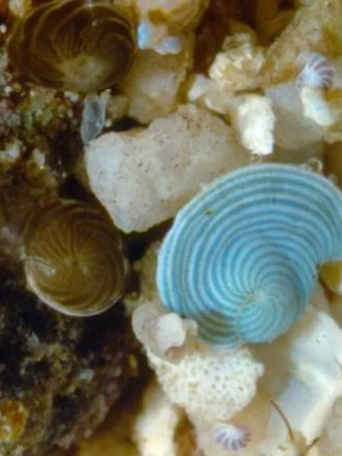 A magnified image of small, hard shelled organisms known as forams.