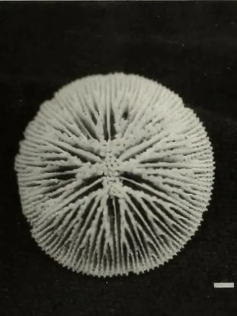 a button coral