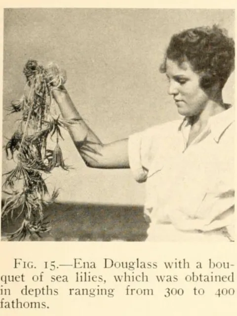 a woman holds a bunch of sea lilies
