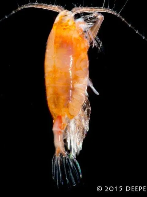 A microscope image of an orange-colored copepod