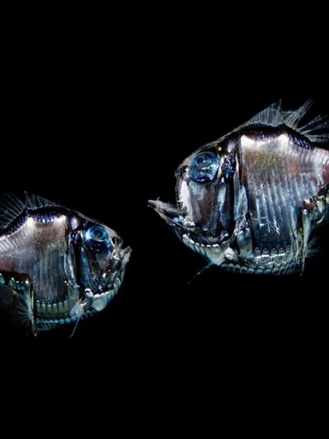 Two species of hatchet fish against a dark background