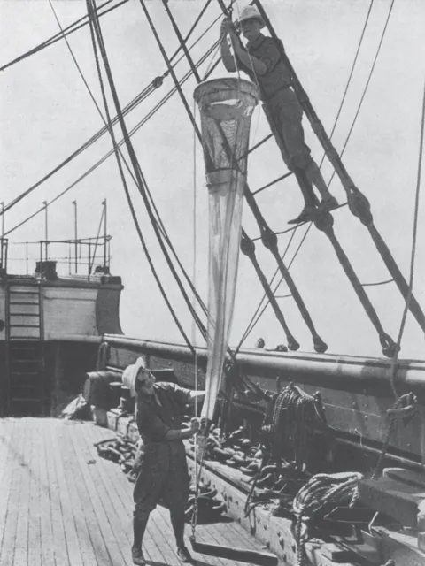 A woman on a ship helping with the nets
