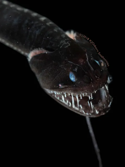 A Pacific Blackdragon
