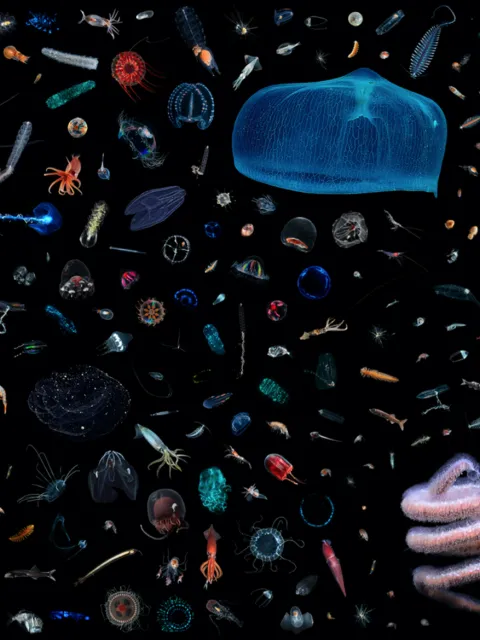 a mosaic of sea life