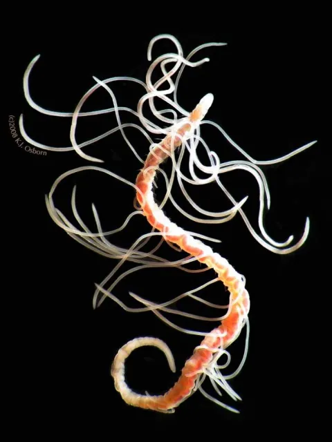 a polychaete