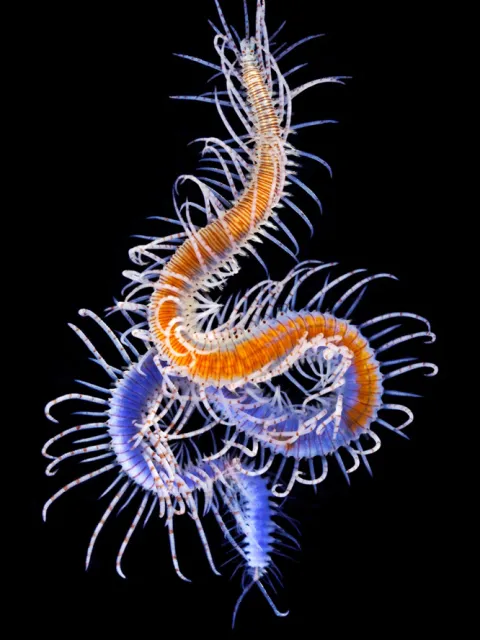 a polychaete