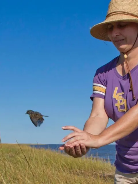 A woman releases a sparrow in Gulf marsh lands