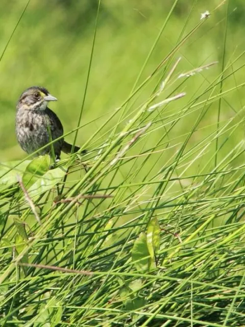 A sparrow stands perched on tall marsh grass