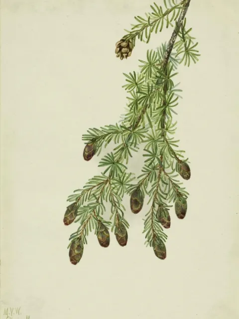 a painting of hemlock