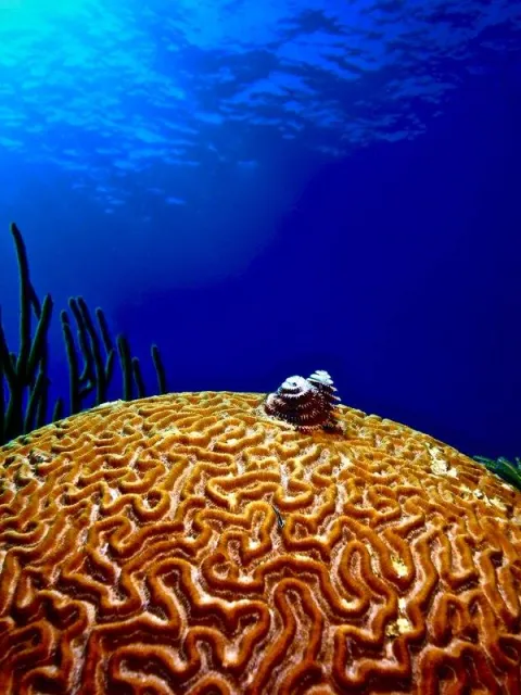 christmas worms grow on a brain coral.