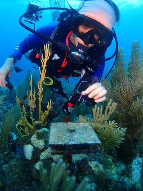 a diver swims in an aqua ocean above coral and a ceramic plate