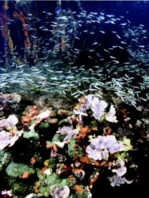 a coral reef with sponges and mangrove roots in the background