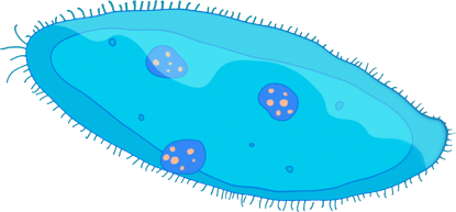 ciliate