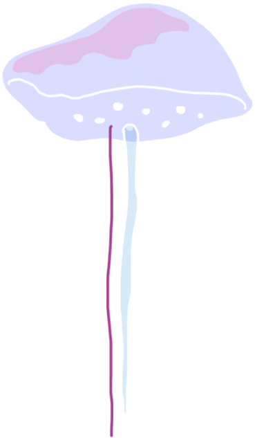 Jellyfish