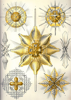 Acantharia