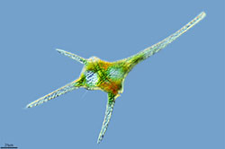 Ceratium
