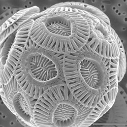 Emiliania huxleyi coccolithophore