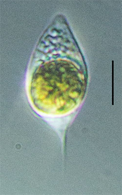 Eupelagonema oceanica