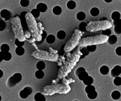 Nitrosopelagicus