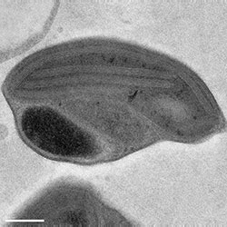 Ostreococcus tauri
