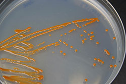 Polaribacter