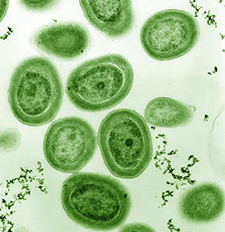 Prochlorococcus