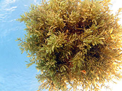 Sargassum