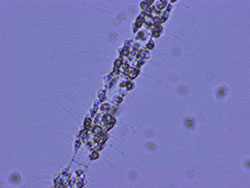 Solenicola setigera