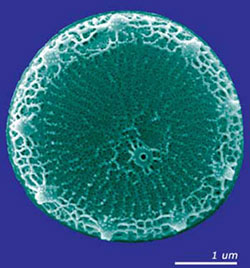Thalassiosira pseudonana