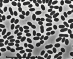 desulfococcus